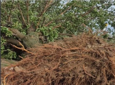 Fırtına Dut Ağacını Kökünden Söküp Attı