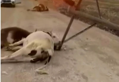 Fırtına, Elektrik Direğini Devirdi: Hayvanlar Akıma Kapılarak Can Verdi