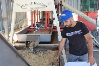 Fıstık Üreticileri Zor Günler Geçiriyor