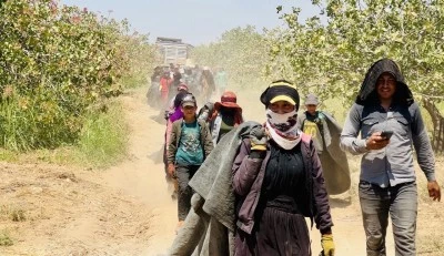 Fıstık Üreticilerinden Baklavacılara “Fiyatları Artırmayın” Çağrısı
