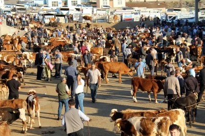 Fiyatları bu yıl aynı ama alan yok