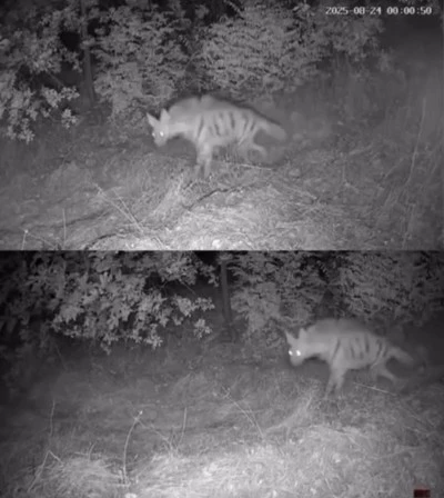  Foto Kapan S&uuml;rprizi: Sırtlan, &Ccedil;akal ve Oklu Kirpi 