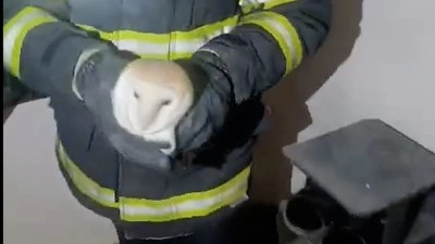 Gaziantep’te binaya giren baykuşu itfaiye kurtardı