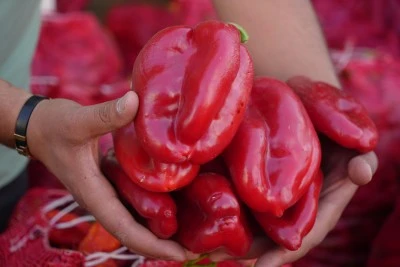 Gaziantep'te Kadınların Salça Mesaisi
