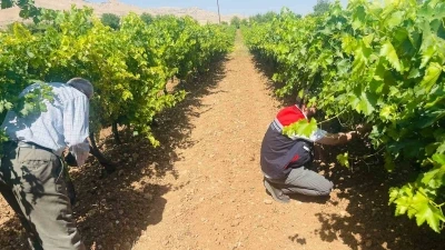 Gerc&uuml;ş&rsquo;te tarım ekiplerinden bağ k&uuml;llemesine karşı yerinde inceleme