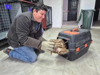 Germencik&rsquo;te belediyenin ihbar hattı yaban hayvanlarına da umut oluyor