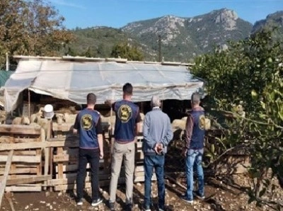 Germencik&rsquo;te &ccedil;alınan hayvanlar bulunarak sahibine teslim edildi