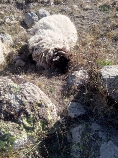 Giresun’da Çiftçiye Çifte Şok: Ayı ve Kurtlar Ağıla Saldırdı