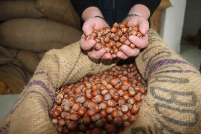 Giresun&rsquo;da fındık fiyatları tekrar y&uuml;kselişe ge&ccedil;ti