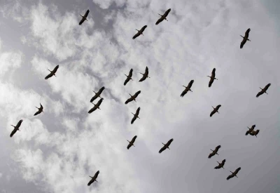 Leylekler martılarla aynı alanda buluştu