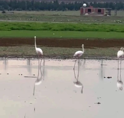 Göç Yolundaki Flamingolar Diyarbakır'da Görsel Şölen Sundu