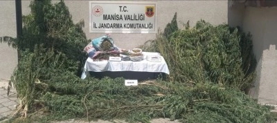 Jandarmadan kenevir operasyonu