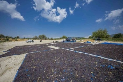 Kuş üzümü tescil ile değer kazandı