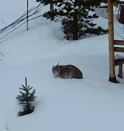 G&uuml;m&uuml;şhane&rsquo;de bir evin bah&ccedil;esinde vaşak g&ouml;r&uuml;nt&uuml;lendi