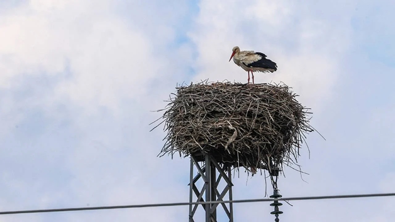 Güneydoğu’da Elektrik Direklerindeki Sessiz Göç