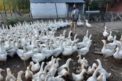 Çiftlikte Islıkla Gelen 2.500 Kanatlı Hayvan