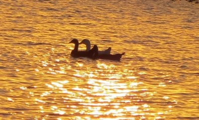 Diyarbakır'da Gün Batımında Ördeklerin Büyüleyici Görüntüsü 