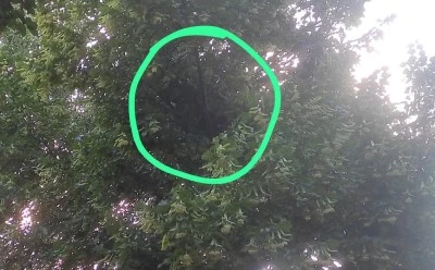 Diyarbakır’da Ihlamur Ağaçları talan ediliyor