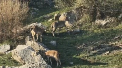 Diyarbakır &Ccedil;ermik&rsquo;te Nesli Tehlike Altında Olan Dağ Ke&ccedil;ileri&nbsp;