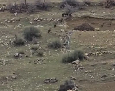 &nbsp;&Ccedil;ermik&rsquo;te Domuz S&uuml;r&uuml;s&uuml; Yerleşim Alanına İndi