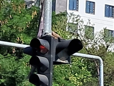Diyarbakır'da Trafik Işığındaki Anne Kuşun Yuva Mesaisi