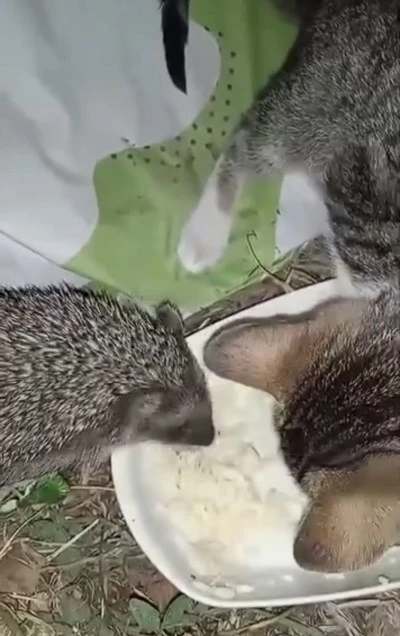 Yığılca’da Kirpi ve Kedilerin Dostluğu Yürekleri Isıttı