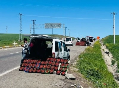 Sason’un Meşhur Çileği Silvan Yolu Üzerinde Tezgâhlarda