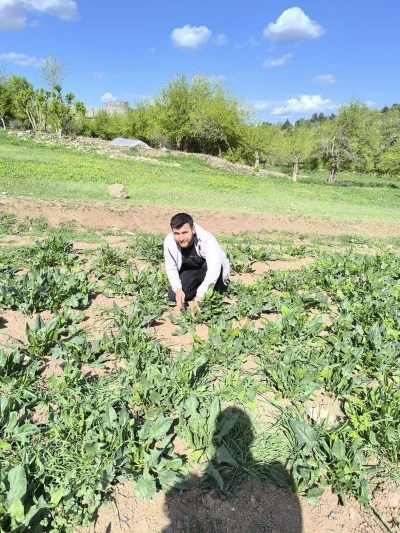 Hevsel Bahçeleri’nde Şifa Kaynağı Ispanak