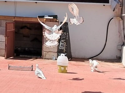 G&uuml;neydoğu&rsquo;da G&uuml;vercin Tutkusu&nbsp;
