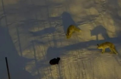 Hakkari&rsquo;de iki tilki ve bir kedinin m&uuml;cadelesi