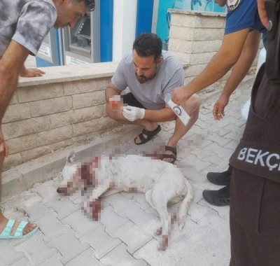 Hamile köpeği tüfekle vuran şahıs tutuklandı