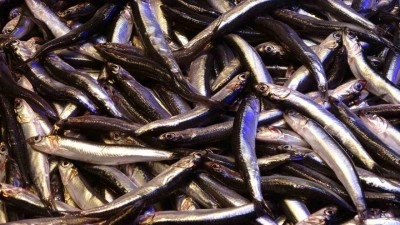 Hamsinin İhracatına Boy Engeli: Yeni Düzenleme Sektörü Zorluyor