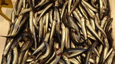 Balıkçılar Hamsiyi tezgahta erken gördü