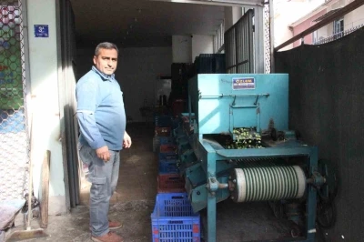 Hasat edilen zeytinler boyuna g&ouml;re ayrılıyor