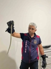 Eve giren yılanları itfaiye yakaladı