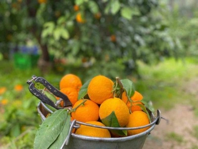 Havran Mandalinası&rsquo;nda hasat vakti