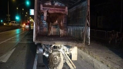 Hayvan yüklü kamyonet ve otomobil çarpıştı: 1 ölü 2 ağır yaralı