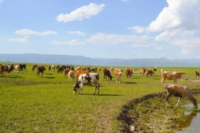 Hayvancılık destekleme başvuruları başladı