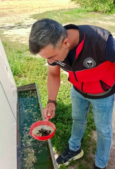 Haziran b&ouml;ceğiyle m&uuml;cadele s&uuml;r&uuml;yor