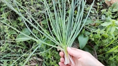 Herkes bunun faydasını araştırmaya başladı!