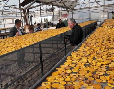 Honaz&rsquo;ın meşhur cennet hurması bu kez cips olarak damakları şenlendirecek