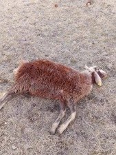 Horasan’da kurtlar sürüye daldı: 3 koyun telef oldu