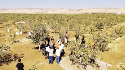 İdil’de Fıstık Bereketi:  13 Bin Ağaçta Hasat Sevinci