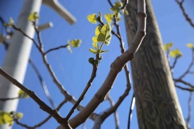 İhracatçılar "zirai don" nedeniyle karamsar değil