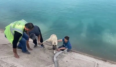İki &ccedil;ocuklu kahraman anne Fırat&rsquo;a d&uuml;şen kangalı b&ouml;yle kurtardı