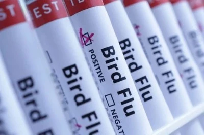 İlk Kez Kutup Ayısında Kuş Gribi Tespit Edildi