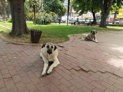 İlkadım’daki sokak hayvanları problemine çözüm
