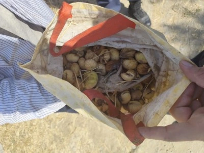 İncir hırsızı suçüstü yakalandı