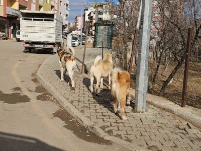 İspir’de başıboş köpekler tehdit oluşturuyor