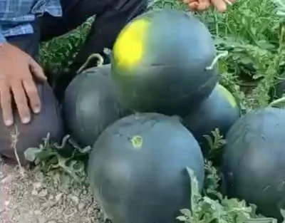 İşte Diyarbakır’ın orijinal karpuzu 